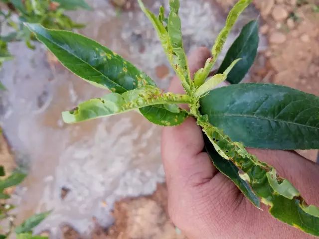 桃树叶部病害的发生原因及防治措施