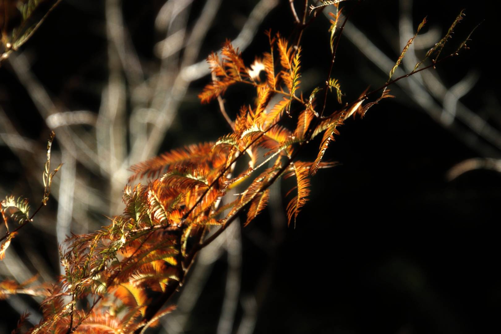 独立寒冬,秋叶扫霜,江枫渔火情独钟,潇潇暮雨闭疏窗