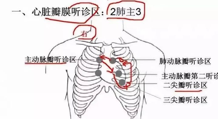 肺部听诊图解图片