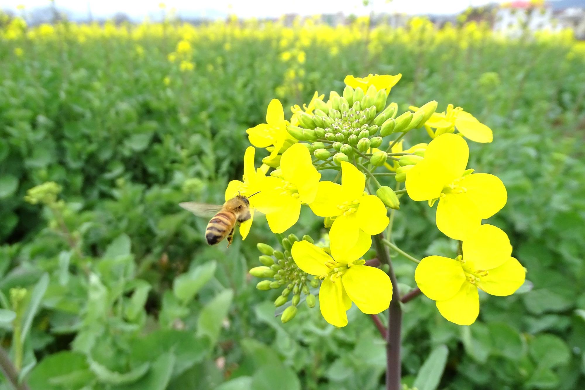 独家:江西春回大地万物生机盎然