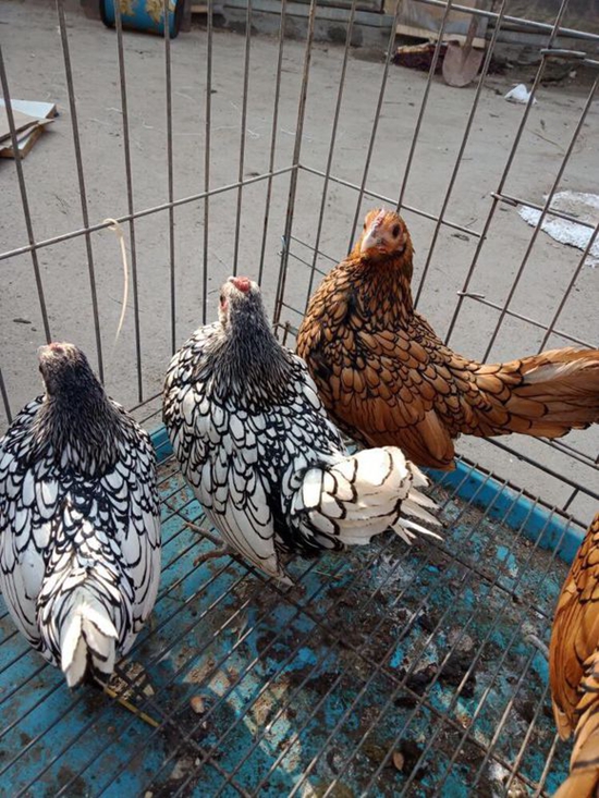 投资波兰鸡,一般有三种养殖模式