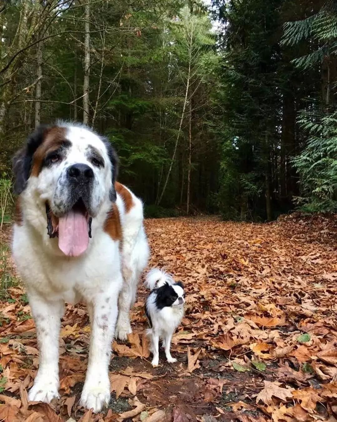大狗背着小狗看遍美景,单身狗看完感叹:活的确实不如狗啊