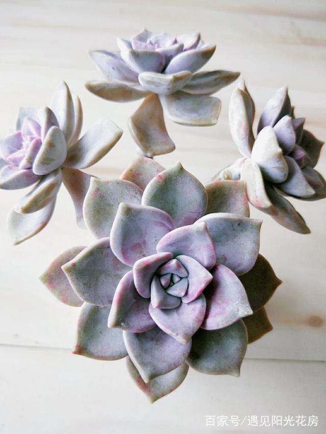 多肉"紫乐"与"华丽风车"别混淆!教你2点区分!