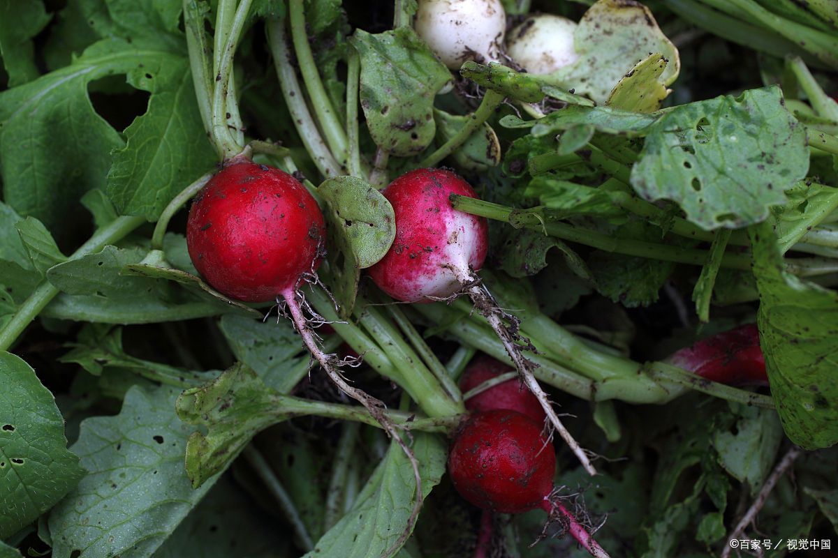 野山萝卜的功效与作用