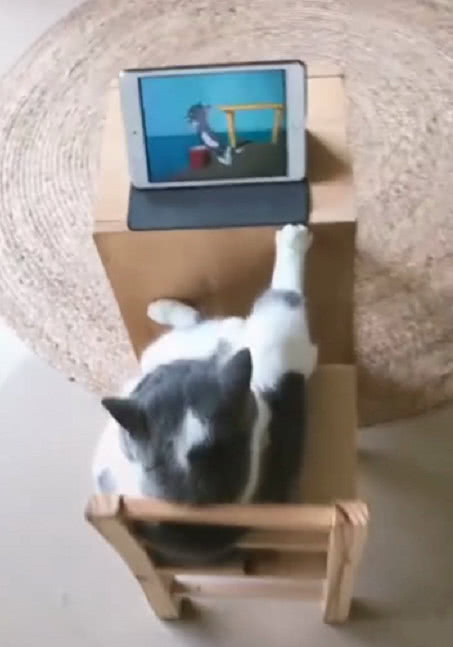 猫界的大佬,跷二郎腿看猫和老鼠,网友:最后表情想膜拜!