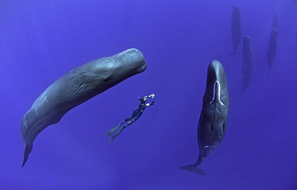 最小的鲸鱼有多大图片
