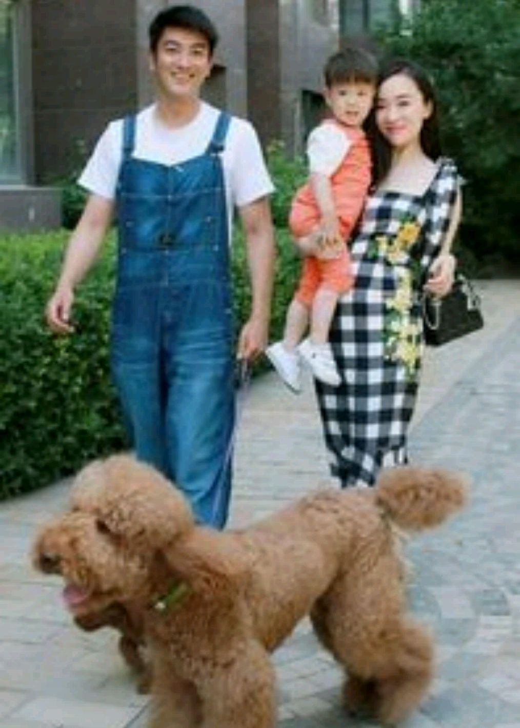 还记得霍思燕家的巨型贵宾吗?巨型贵宾饲养有什么缺点?