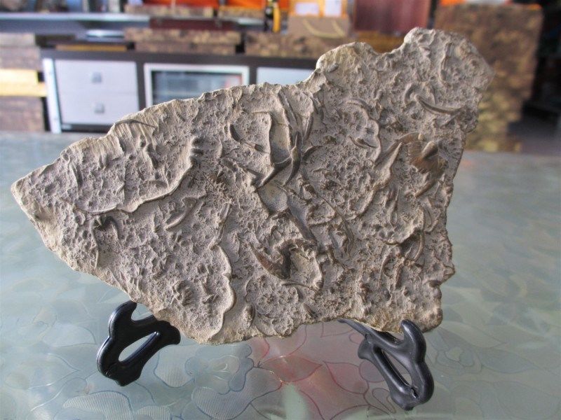 莱芜燕子石:沉睡五亿年的瑰宝