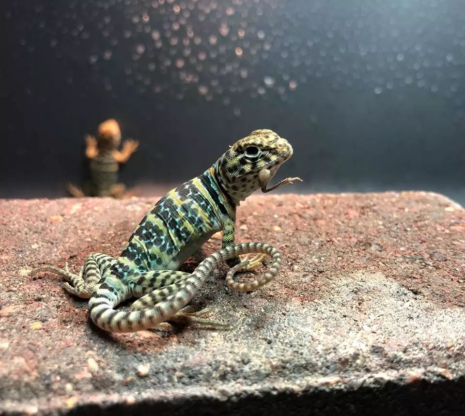 小肥龙环颈蜥的介绍和饲养