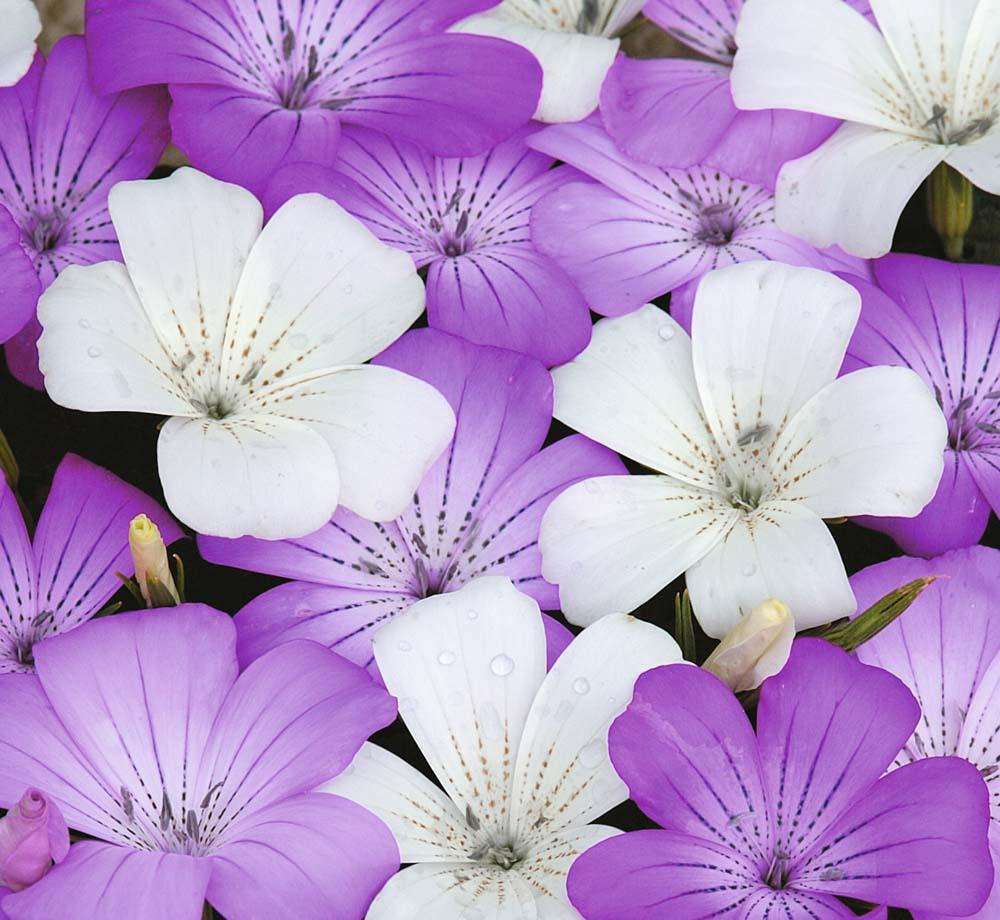 一花一世界,一叶一菩提——奇花异草麦仙翁,花语文化香炉山公园