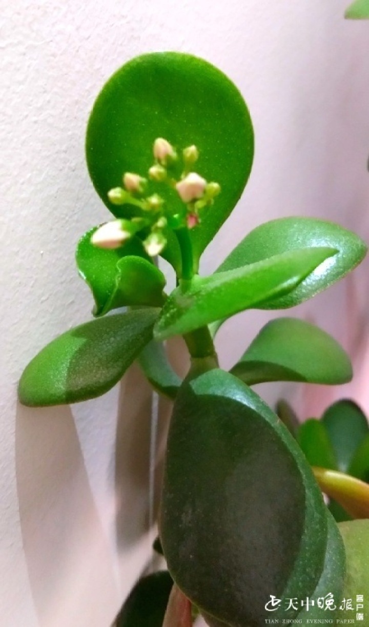 有没有遇见过?养多年的玻璃翠开了花