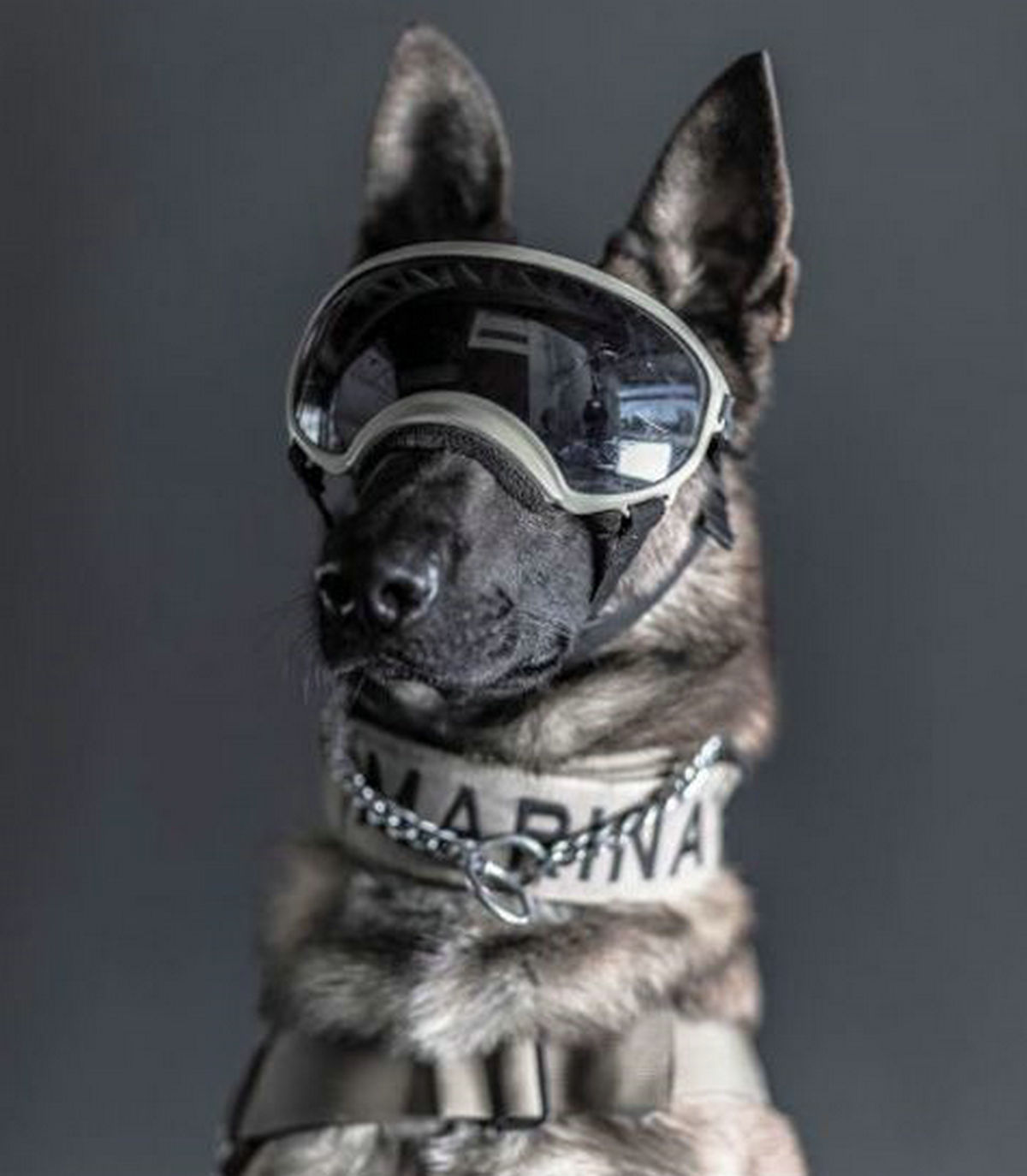 戴护目镜的酷狗照片网络走红,墨西哥人向英雄狗致敬