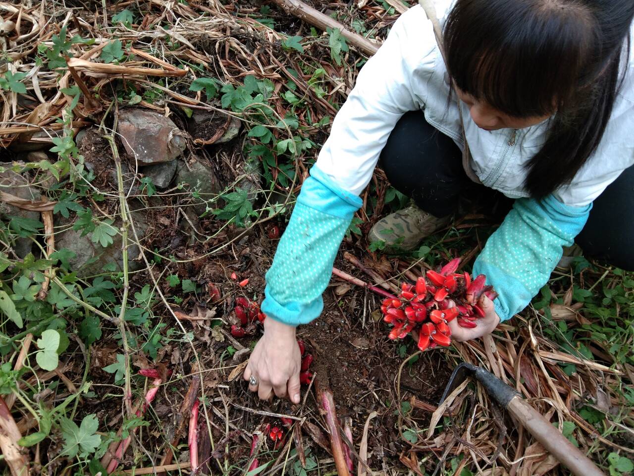 良草土方告诉你,阳荷都有些什么好处,为什么被称为"