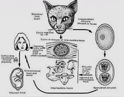 弓形虫(三尸虫)病理论概要及应用