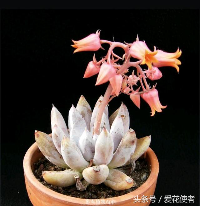 养眼又仙气十足的多肉"多明戈"!来一起沾一沾它的仙气吧!