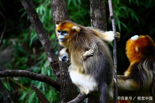 金丝猴是一种看着又小又温顺的动物