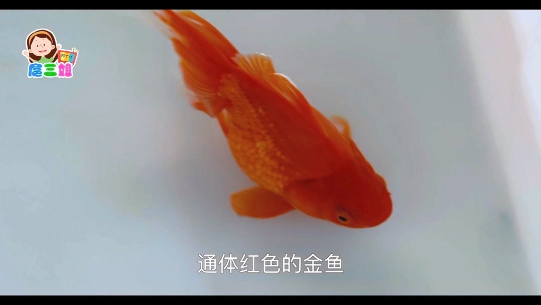美丽的金鱼有一百多个品种,你认识几个?——红琉金
