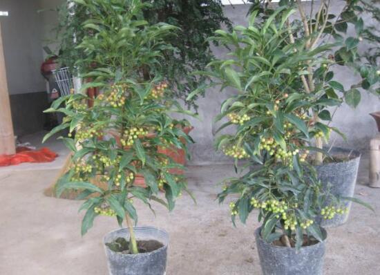 富贵子怎么养才会花果满盆?