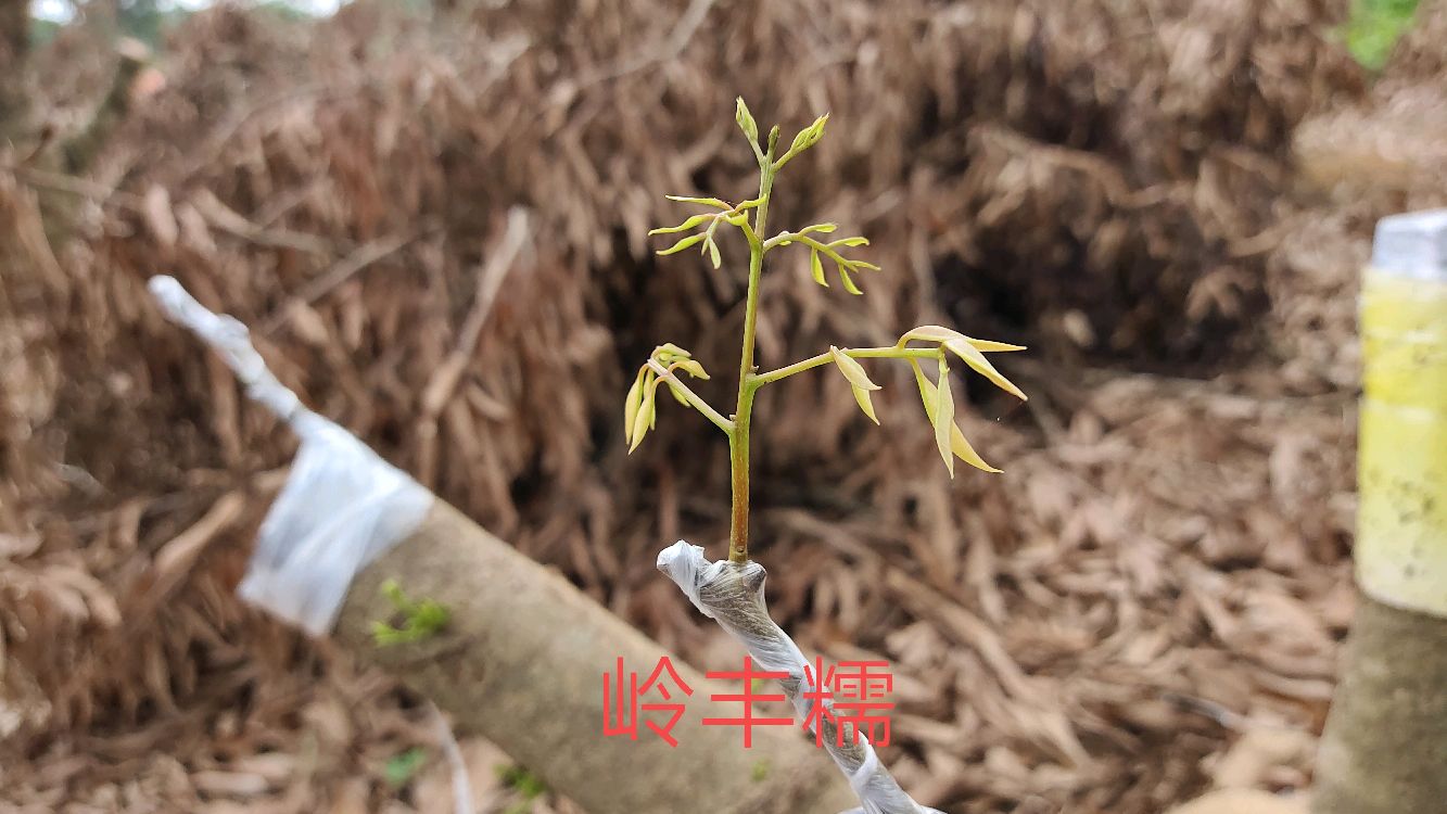 荔枝嫁接一个月后的长势喜人,冒芽了,打顶促芽点饱满的长得快