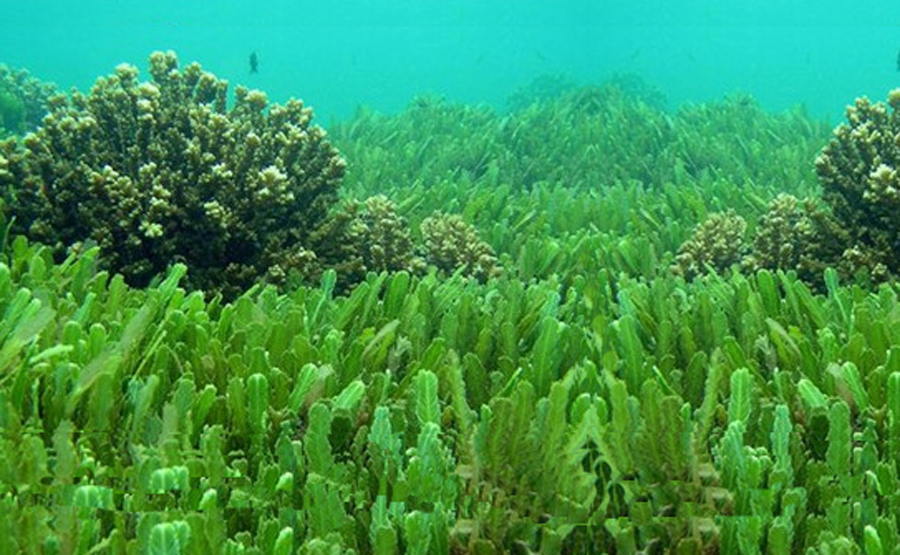 海藻的样子图片