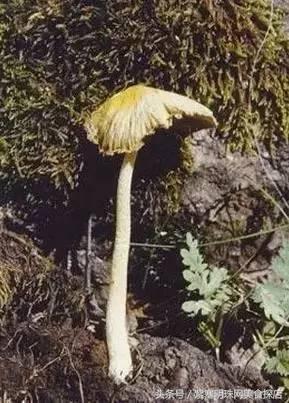 「紫塞明珠」美食|承德蘑菇采摘季,14种毒蘑菇万可不能采摘!