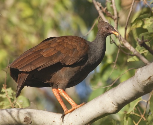 动物知识普及——苏拉冢雉