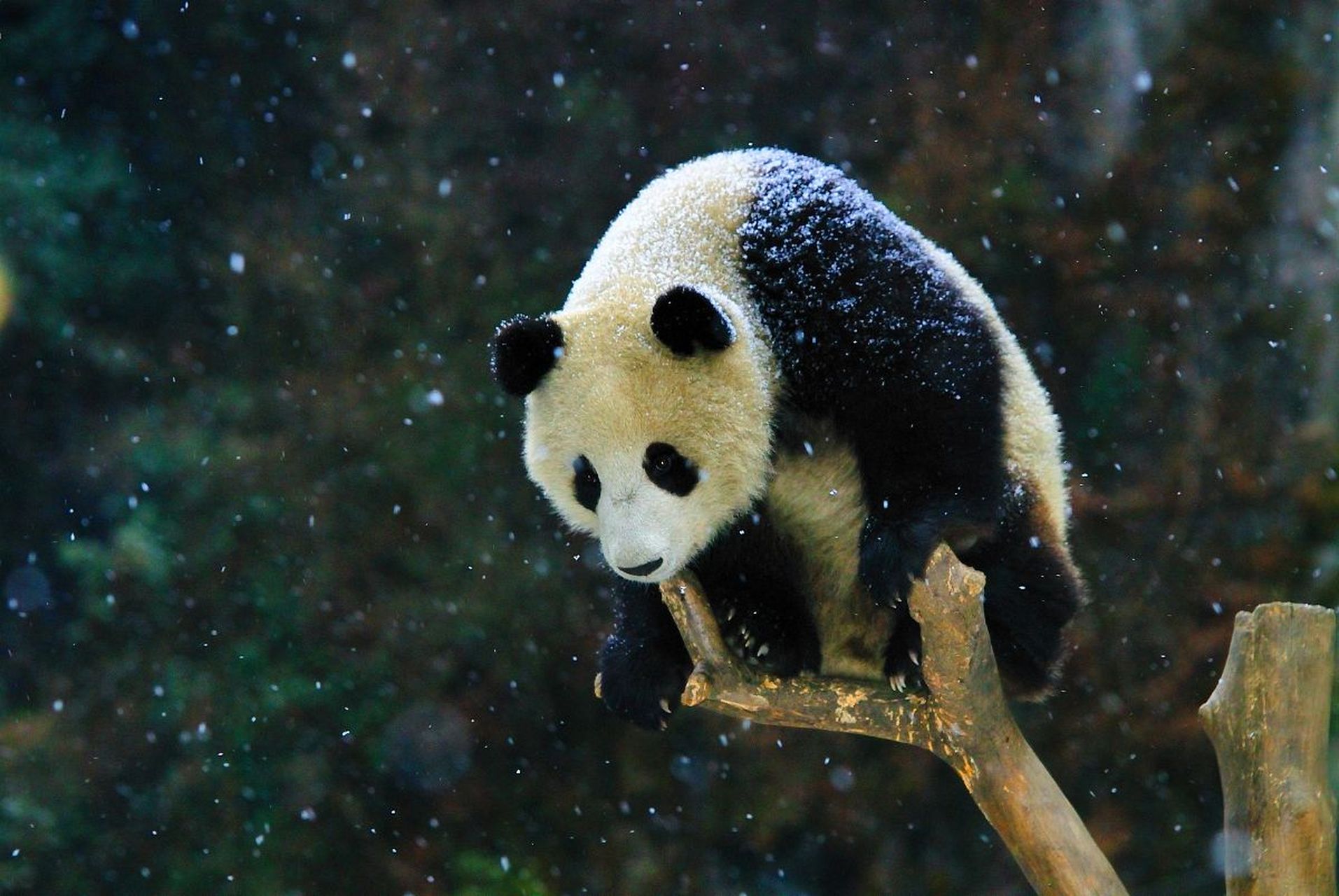 动物趣图# 可爱的熊猫,蹲在树干上,萌萌的样子真可爱