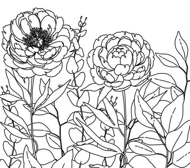 确认过眼神,是你想要的花卉线描!