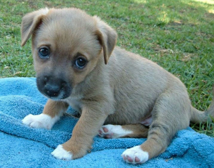 十五条关于狗狗的小秘密,铲屎官最多猜中五条!