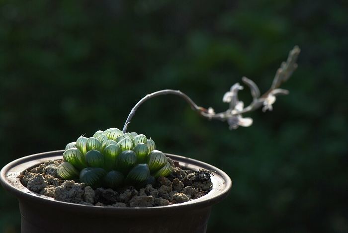 春季是玉露开花的旺季,怎样处理花剑比较好