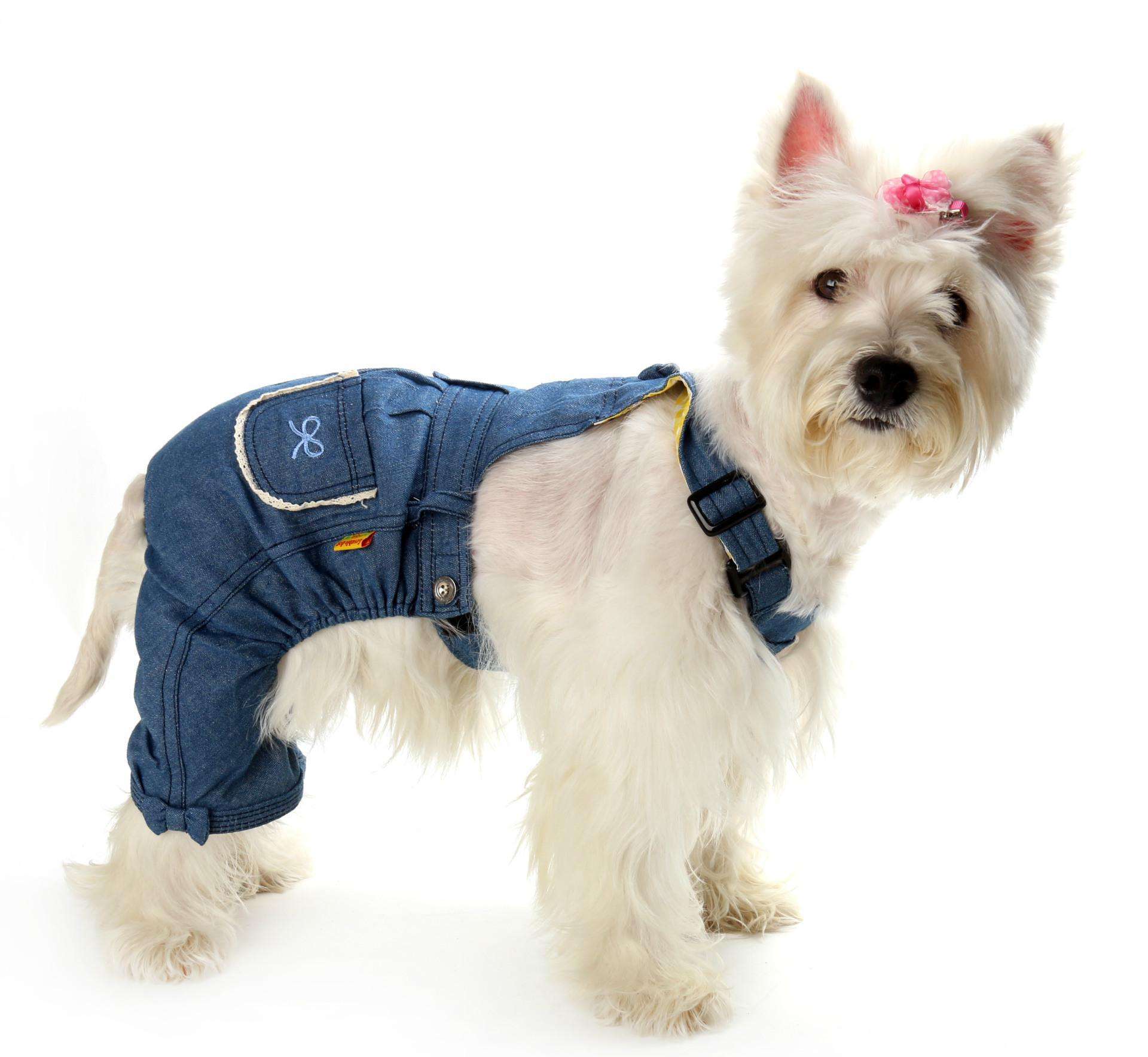 冬天有必要给狗狗穿衣服吗