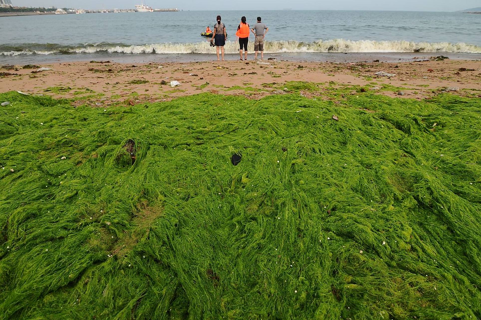 你知道吗,从2007年开始,这种绿潮已经连续17年暴发了!