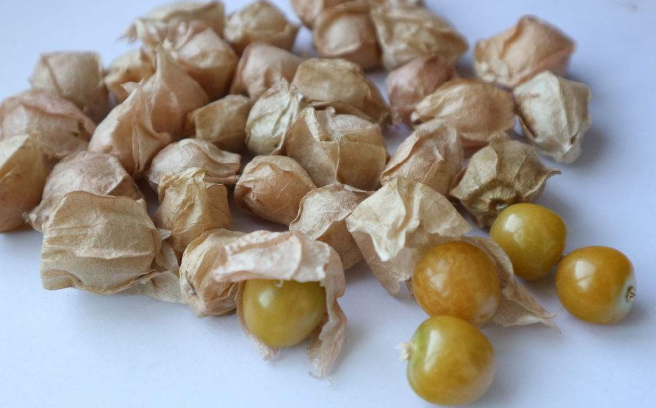 酸浆果种植前景大好,了解以下几点你也能收获好品质