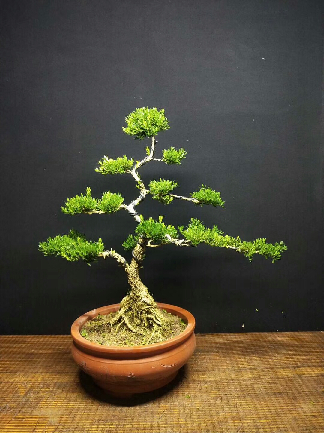 表哥养护的黄杨盆景360元一盆,二话没说全部拿下,你看划算吗?