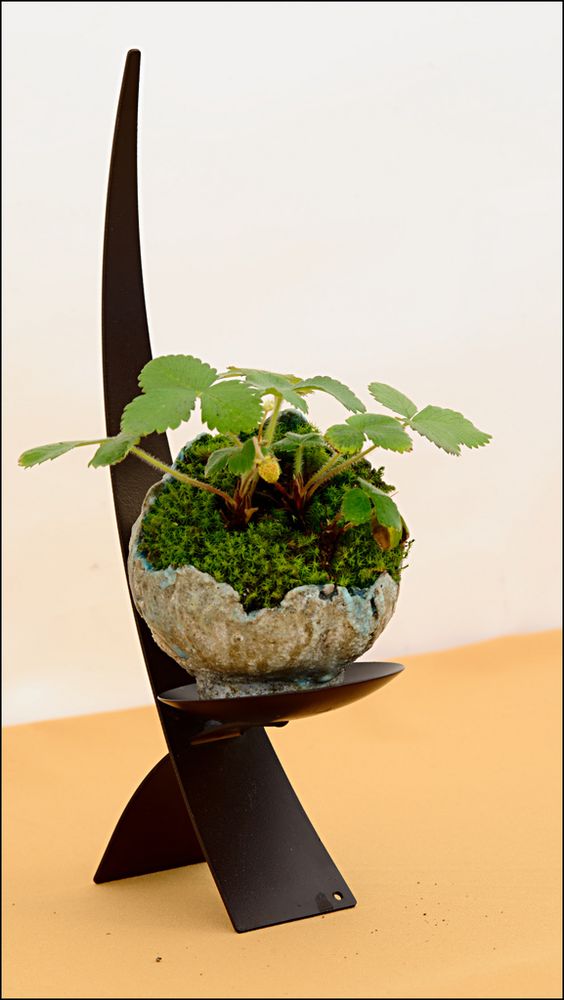 盆景欣赏:附石的植物,灵动,立体,姿态万千想象不到的美