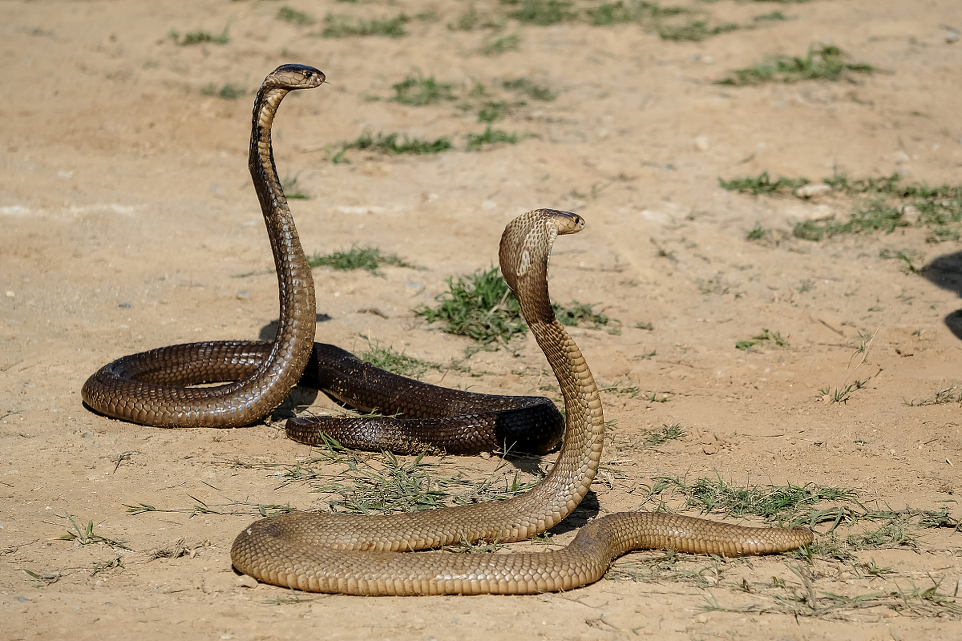 想探索鸡冠蛇的真相吗?从生物学,文献资料到历史记录,我们一探究竟!