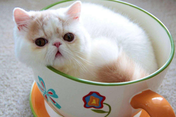 茶杯猫背后的残忍真相