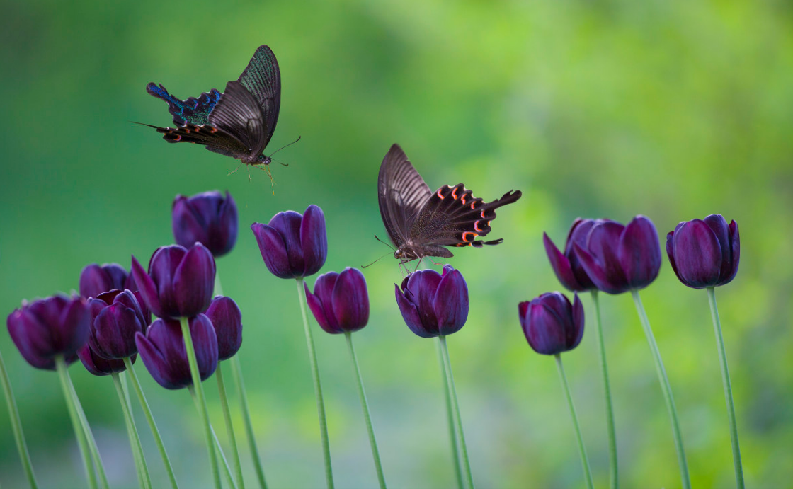 蝶恋花,最美的诗词配上最美的蝶与花图片,美到让人心醉