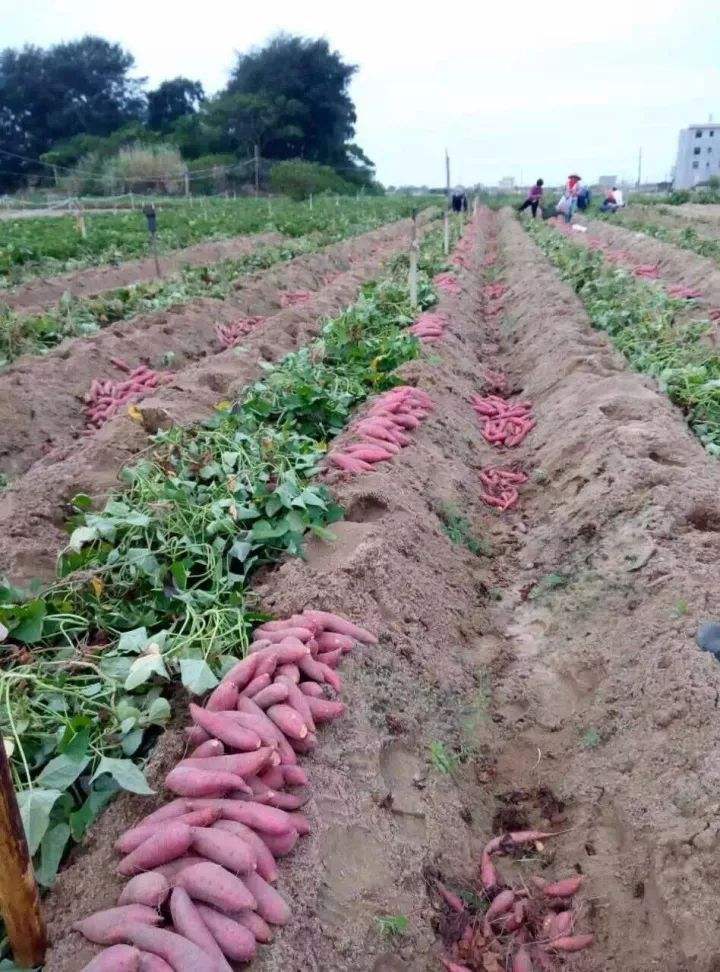 秋风凉凉起山芋