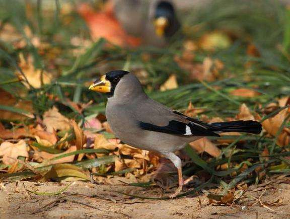 唐太宗给三个儿女取乳名:青雀,雉奴,阿兕子,到底有何寓意?
