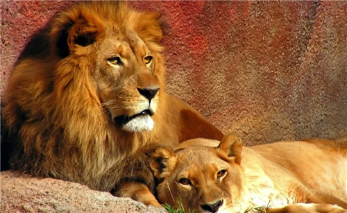 故宫的石狮子为何都"烫头发"了?专家:这"卷发"可不能随便烫