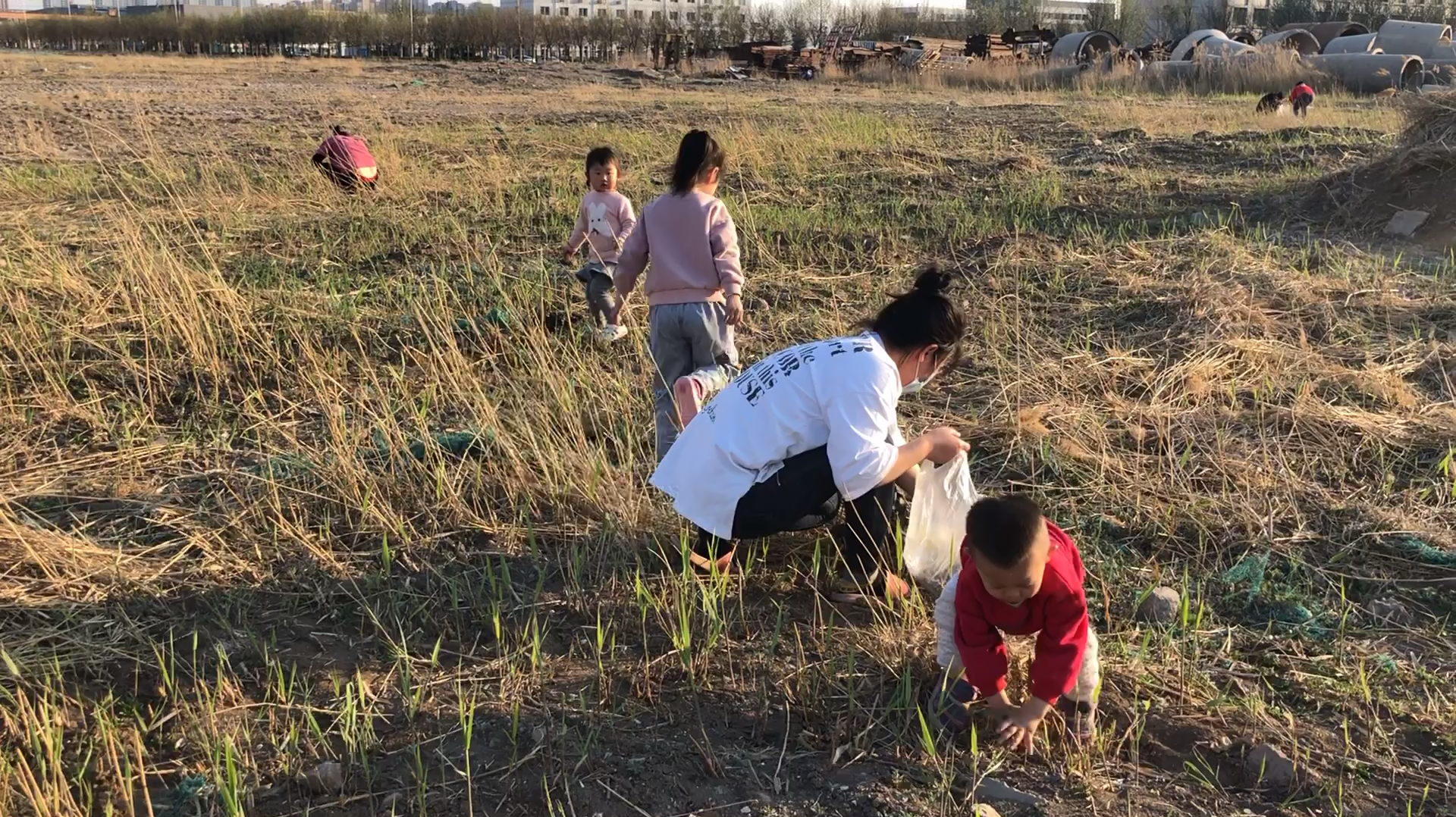 老婆亲测:曲曲菜有消炎的功效,摇人一起去挖