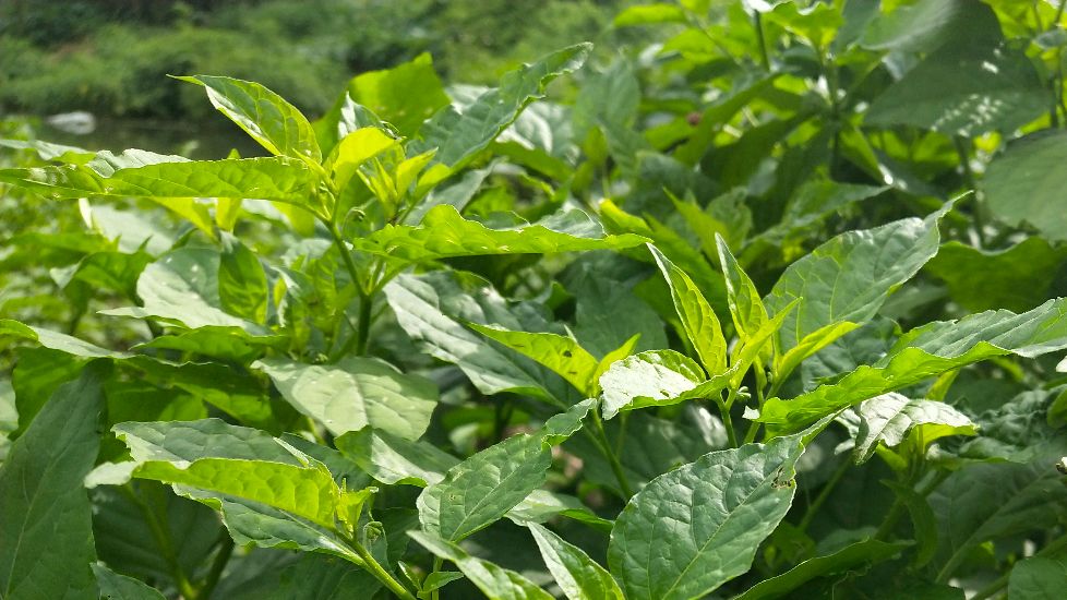 农村路边随处可见的野菜白花菜,全身都是宝,煮汤美味又清热解毒