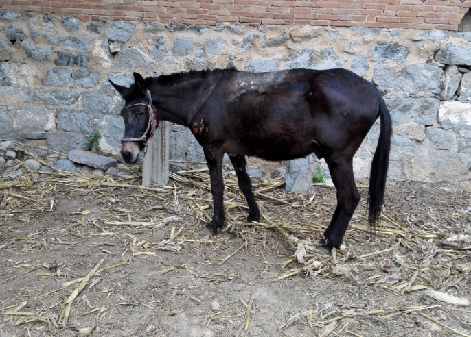 马骡- 热门商品专区