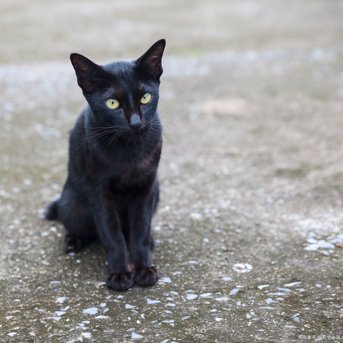 孟买猫和黑猫的区别图片