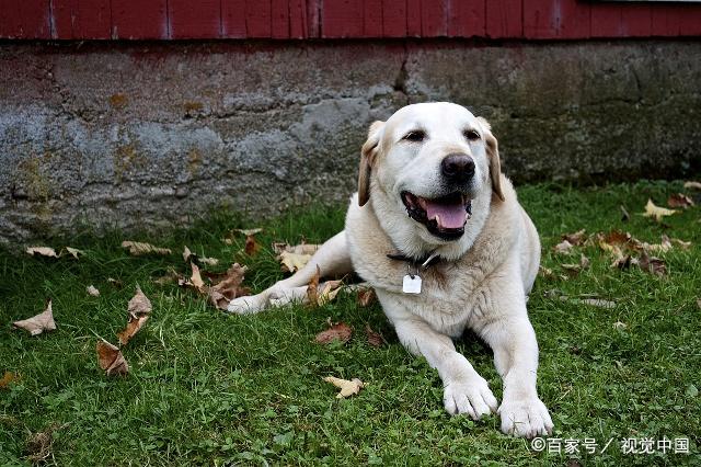 性情溫和,聰明聽話,服從指揮的拉布拉多犬最適合被選作導盲犬