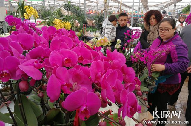 石家庄:花卉市场春意闹