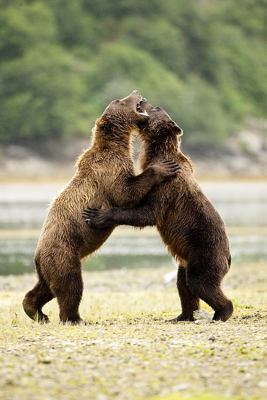 动物趣图# 两只熊,一起玩耍一起捉鱼.