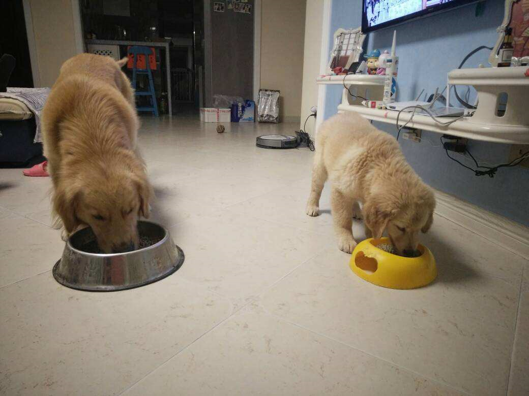农村老话:"吃猫食八十八,吃狗食九十九",有何深意?