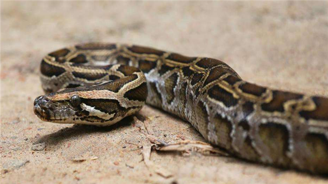 大蟒成蛟,大蛟成龙,蛟龙到底存不存在?